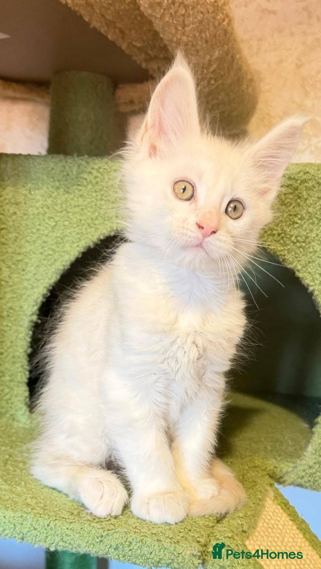 Maine Coon cats for sale: Beautiful Maine Coon Kittens - Advert 5