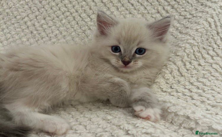 Ragdoll cats - Advert 10