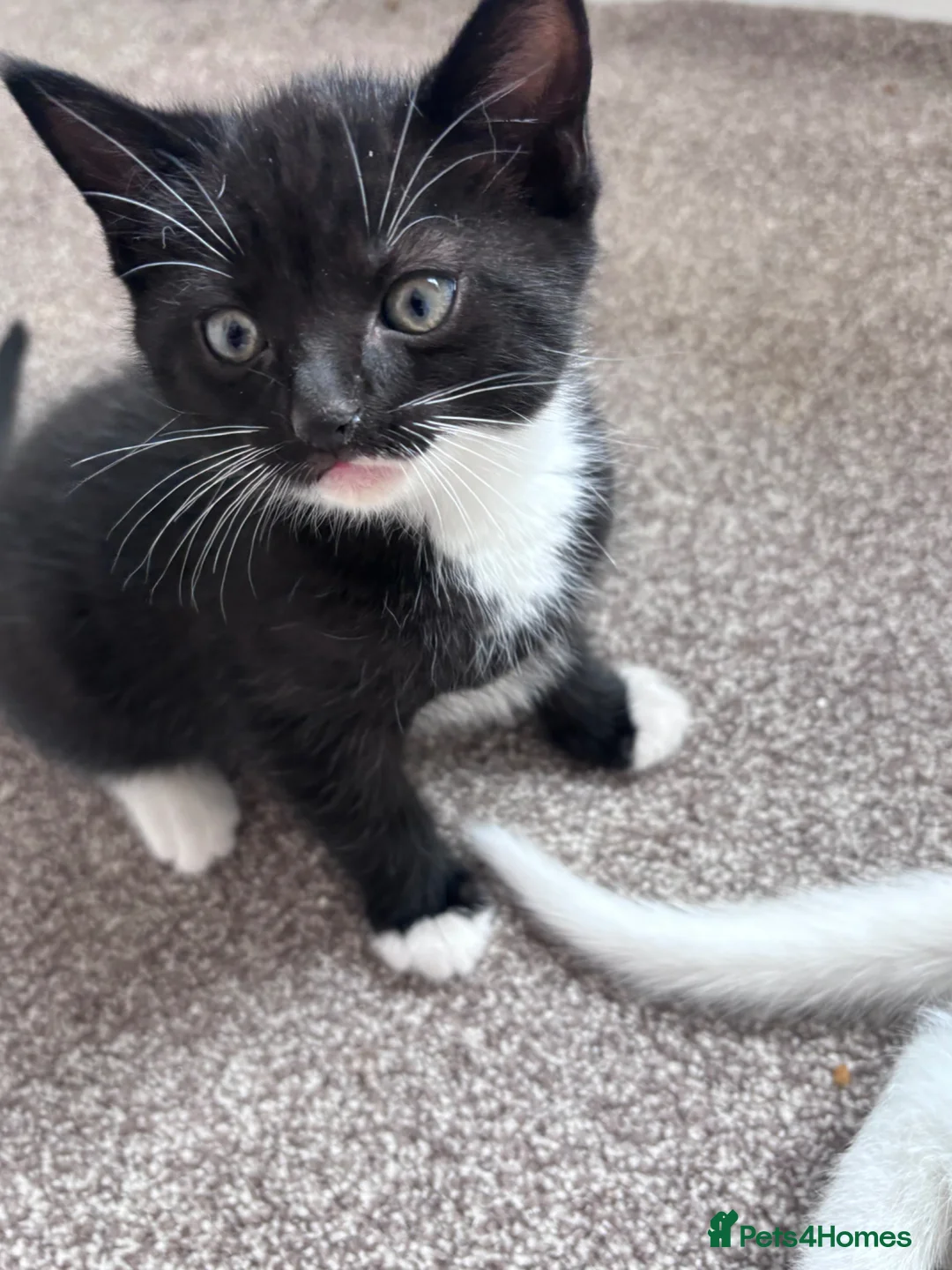 Turkish Angora cats for sale: Beautiful Tr anorgas for sale - Advert 15