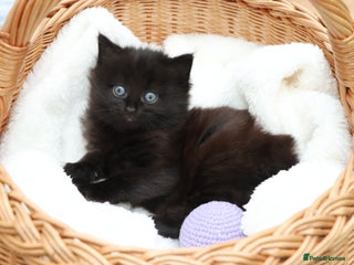 Mixed Breed cats Beautiful Kittens - Advert 13