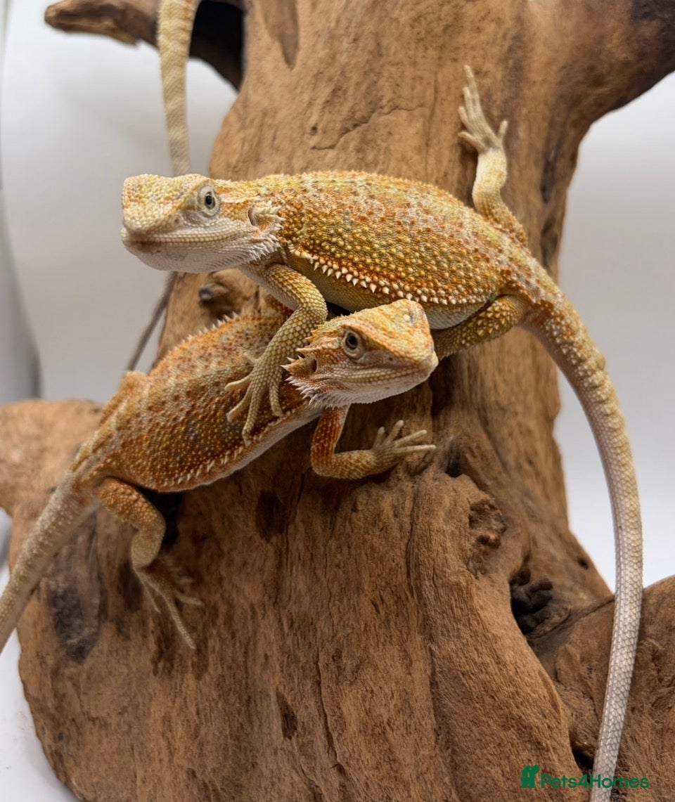 Bearded Dragon reptiles Hypo Het Trans Het Zero bearded dragons - Advert 1