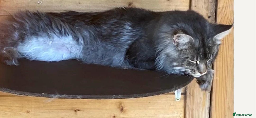 Maine Coon cats for sale: Gccf maine coon babies - Advert 4