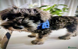 Miniature Schnauzer dogs for sale: Forever Homes Wanted: 2 Schnauzer Boys 🐶 - Image 19