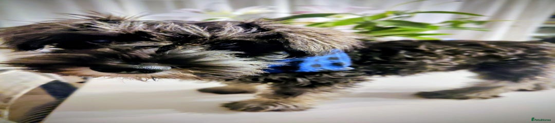 Miniature Schnauzer Puppy 1