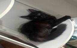 British Longhair cats for sale: Older Kitten - Image 1