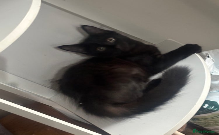 British Longhair cats - Advert 1