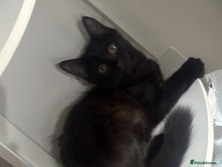British Longhair cats - Advert 2