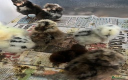Chickens poultry for sale: Silkies - polish  - Image 6