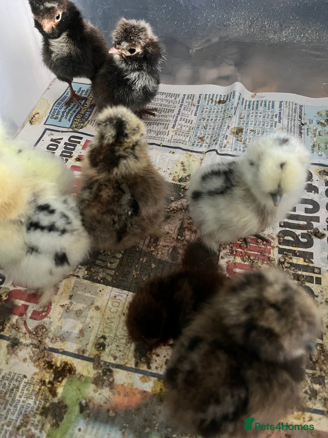 Chickens poultry for sale: Silkies - polish  - Image 6