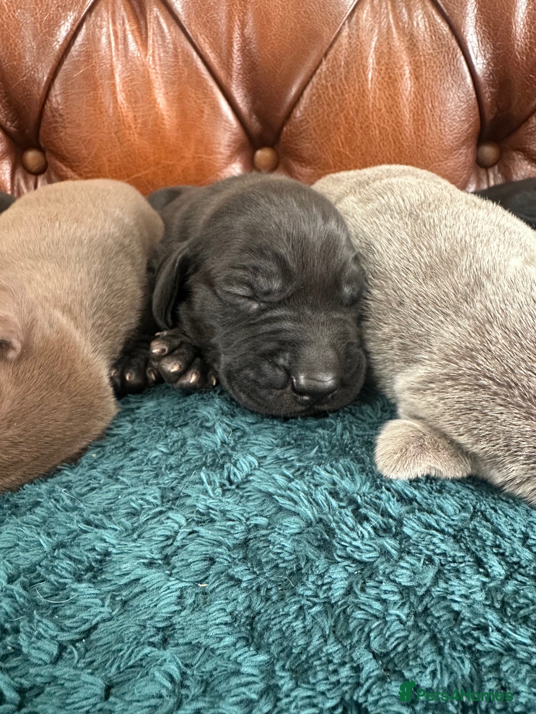 Mixed Breed dogs for sale: 6/9 F2 Weimador / Labmaraner  - Advert 19