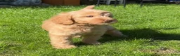 Labradoodle dogs for sale: READY NOW! Mini Labradoodles Health tested parents in Leicester - Advert 11