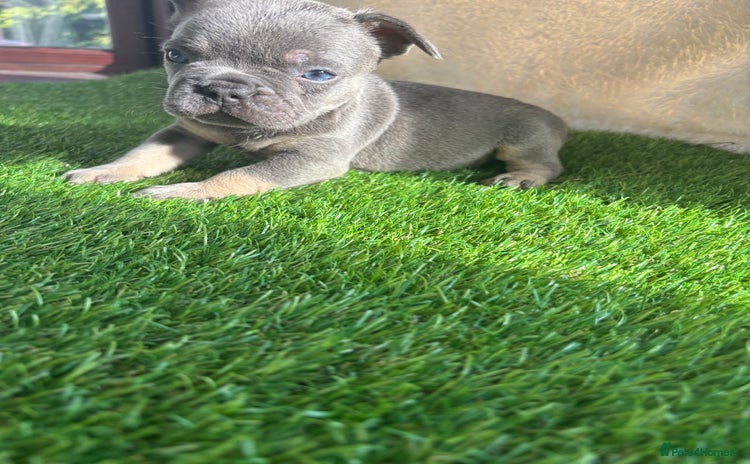 French Bulldog dogs - Advert 2