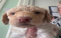 Toy Poodle dogs for sale: Stunning litter of Toy Poodles - Image 2