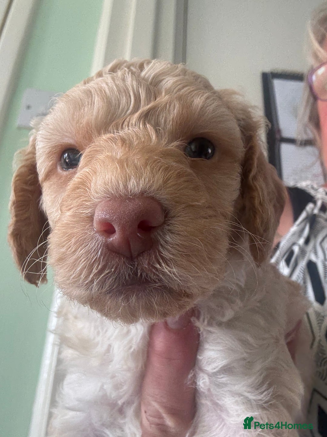 Toy Poodle dogs for sale: Stunning litter of Toy Poodles - Image 2