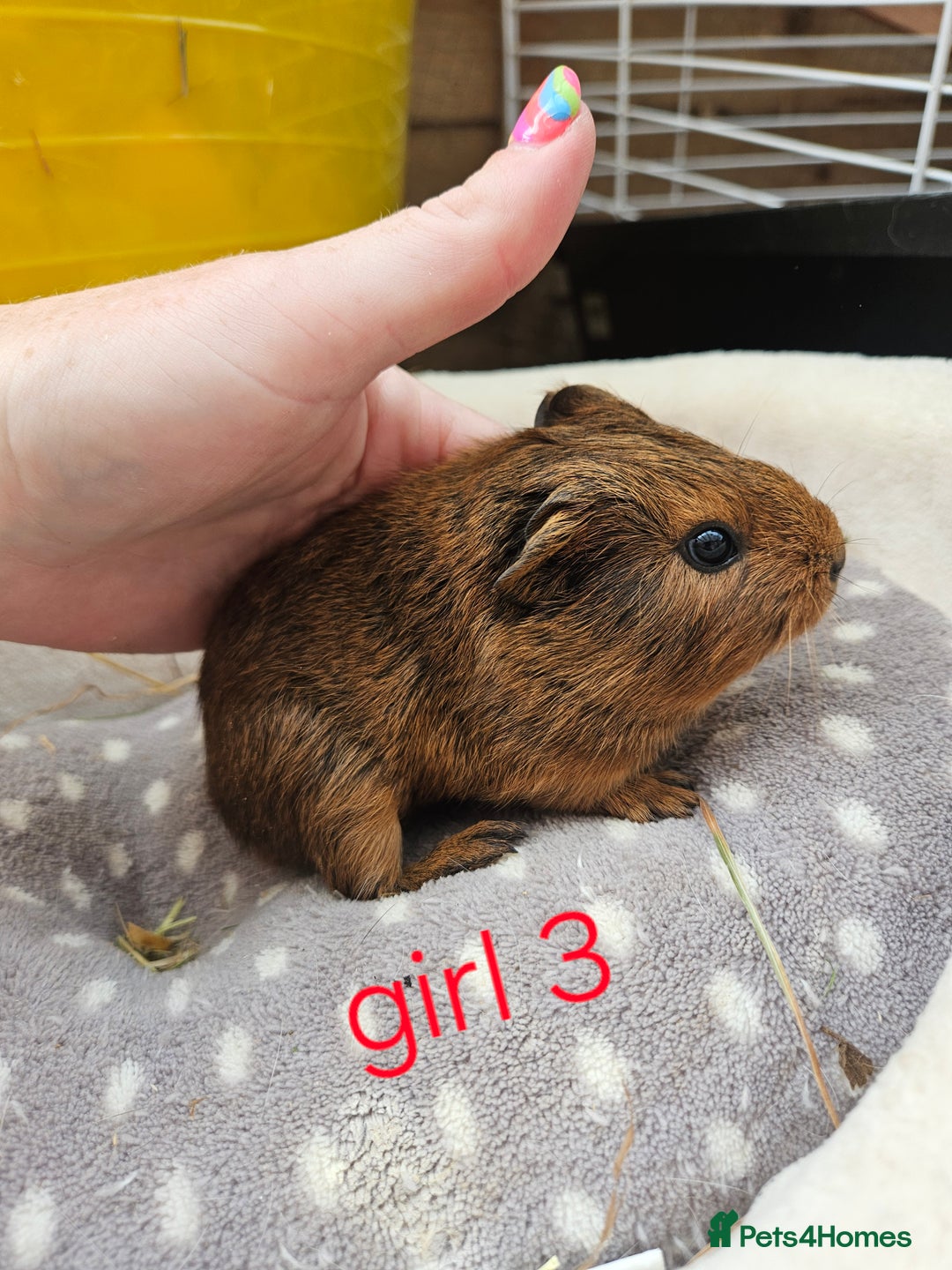 Guinea Pig rodents for sale: Baby girl and boy guinea pigs ready now - Image 3