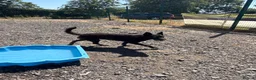 Mixed Breed dogs for adoption: Pascal is looking for a female adult-only home!  - Advert 9