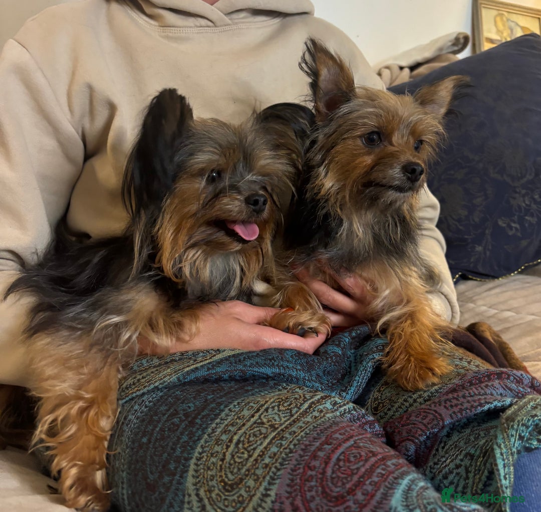 Yorkshire Terrier dogs for sale: ♥️ 2 Yorkshire Terrier girls ♥️  - Image 3