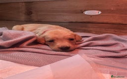 Labrador Retriever dogs for sale: Labrador Puppies Looking for Their Forever Homes!  - Image 7