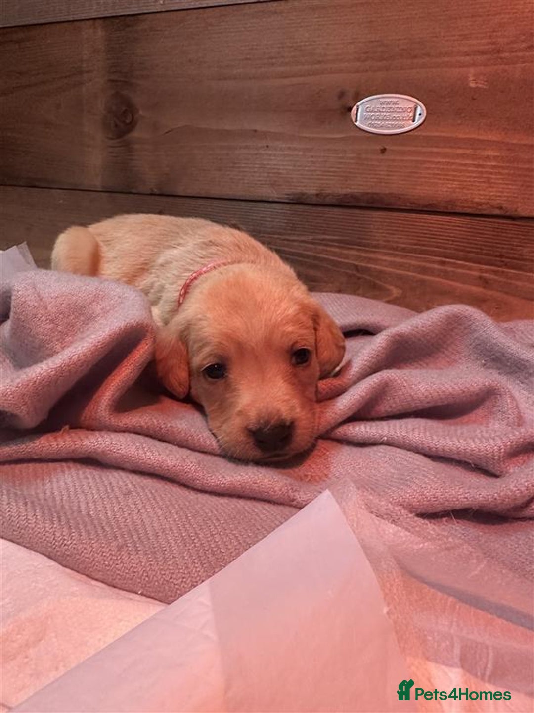 Labrador Retriever dogs for sale: Labrador Puppies Looking for Their Forever Homes!  - Image 7