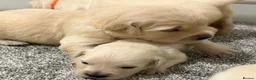 Golden Retriever dogs for sale: Beautiful healthy puppies - Advert 15