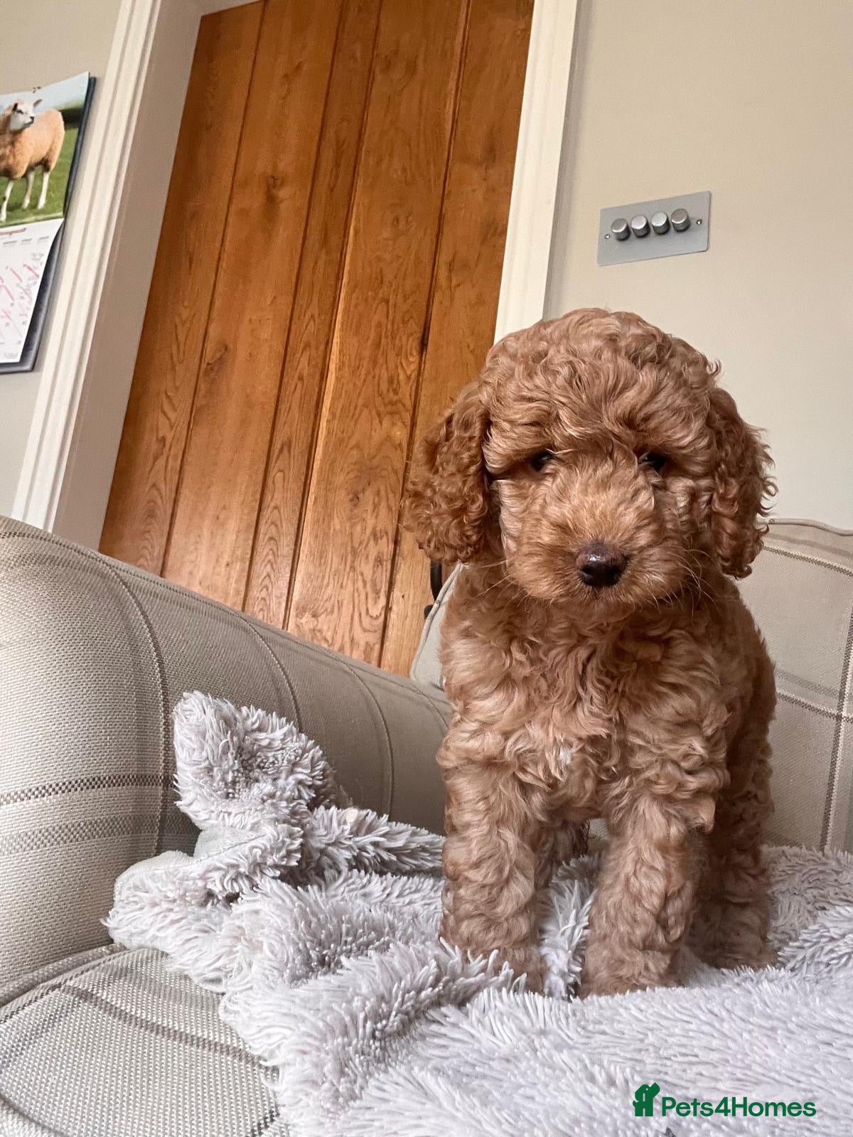Cockapoo dogs Outstanding cockapoo puppies - Advert 1