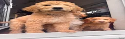 Australian Labradoodle dogs for sale: Last 2 Adorable Australian Labradoodles - Advert 9