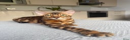 Bengal cats for sale: Bengal kitten £200 - Advert 6
