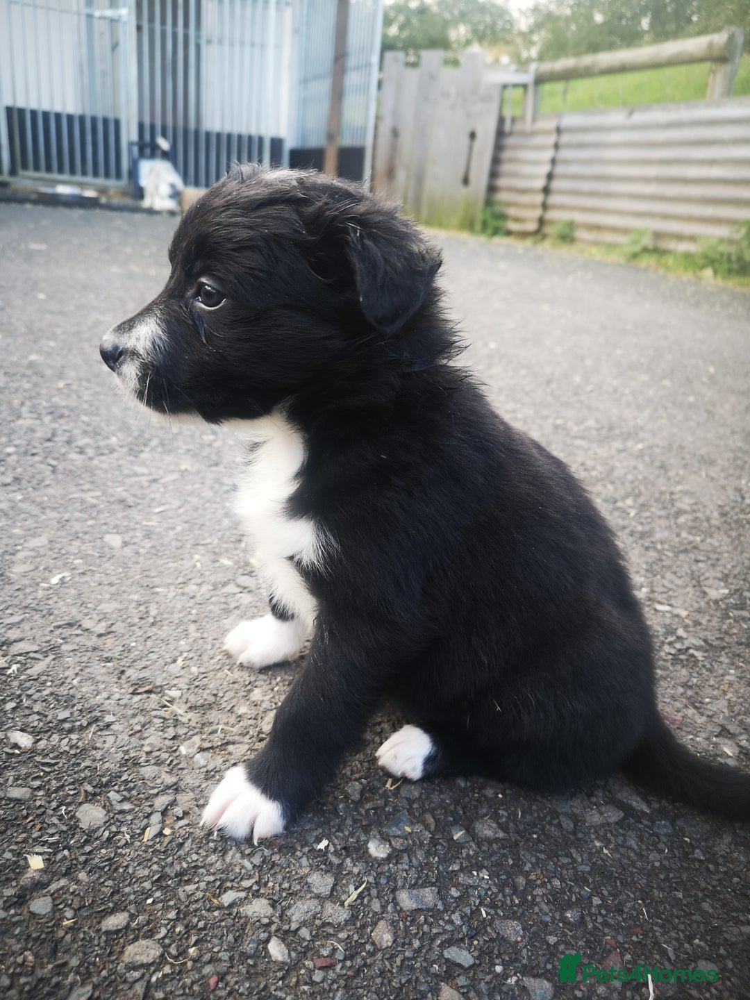 Border Collie dogs for sale: Beautiful Fluffy Collie Puppies  - Image 21