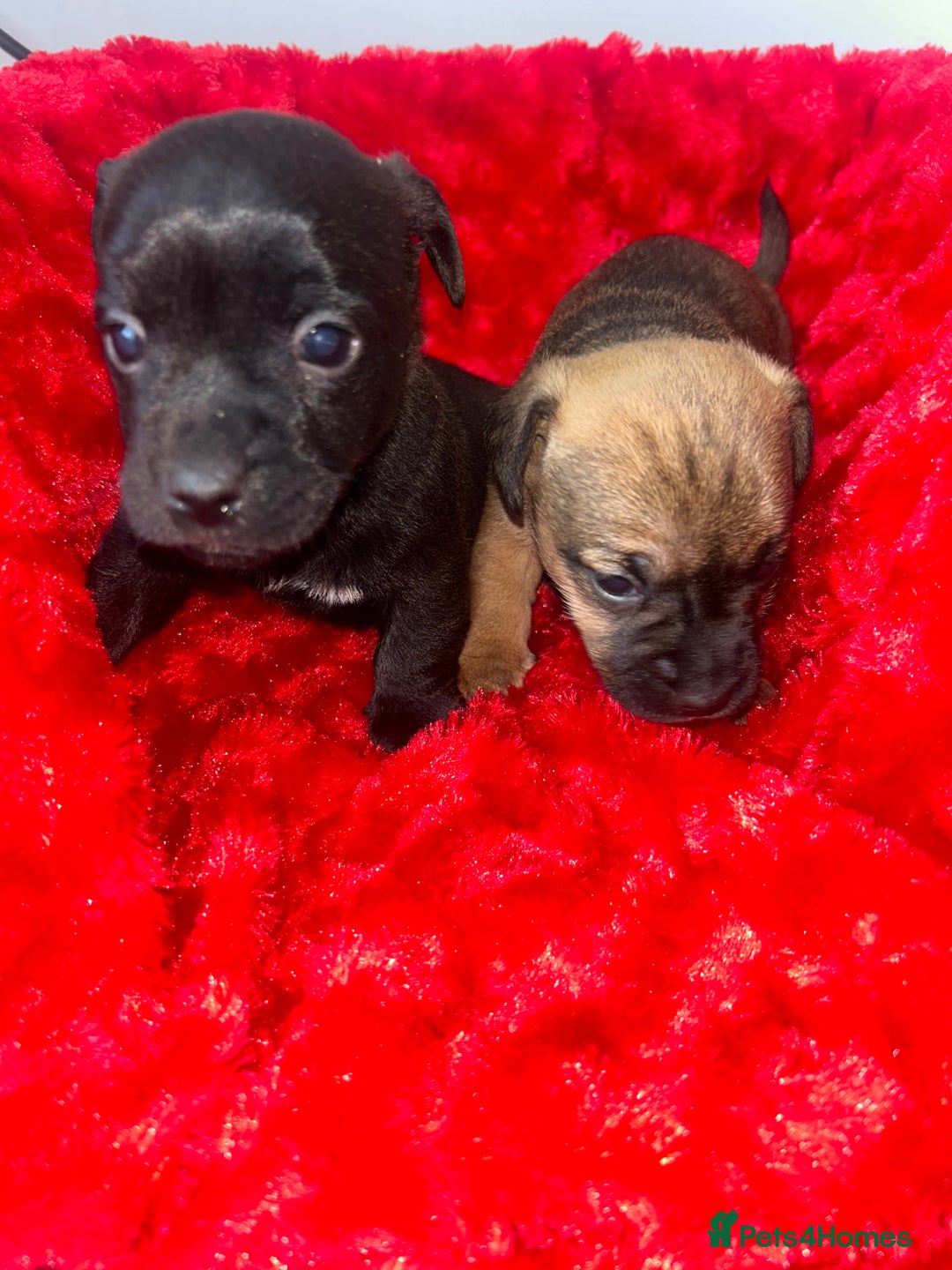 Jack Russell dogs for sale: Jack russell puppies  - Image 2