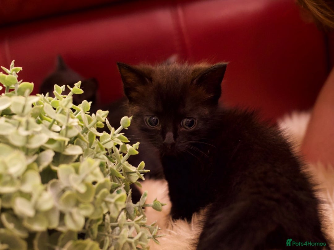 Mixed Breed cats for sale: Gorgeous Maine-Coon/Ragdoll/Bombay Mix Kittens!!! - Image 12