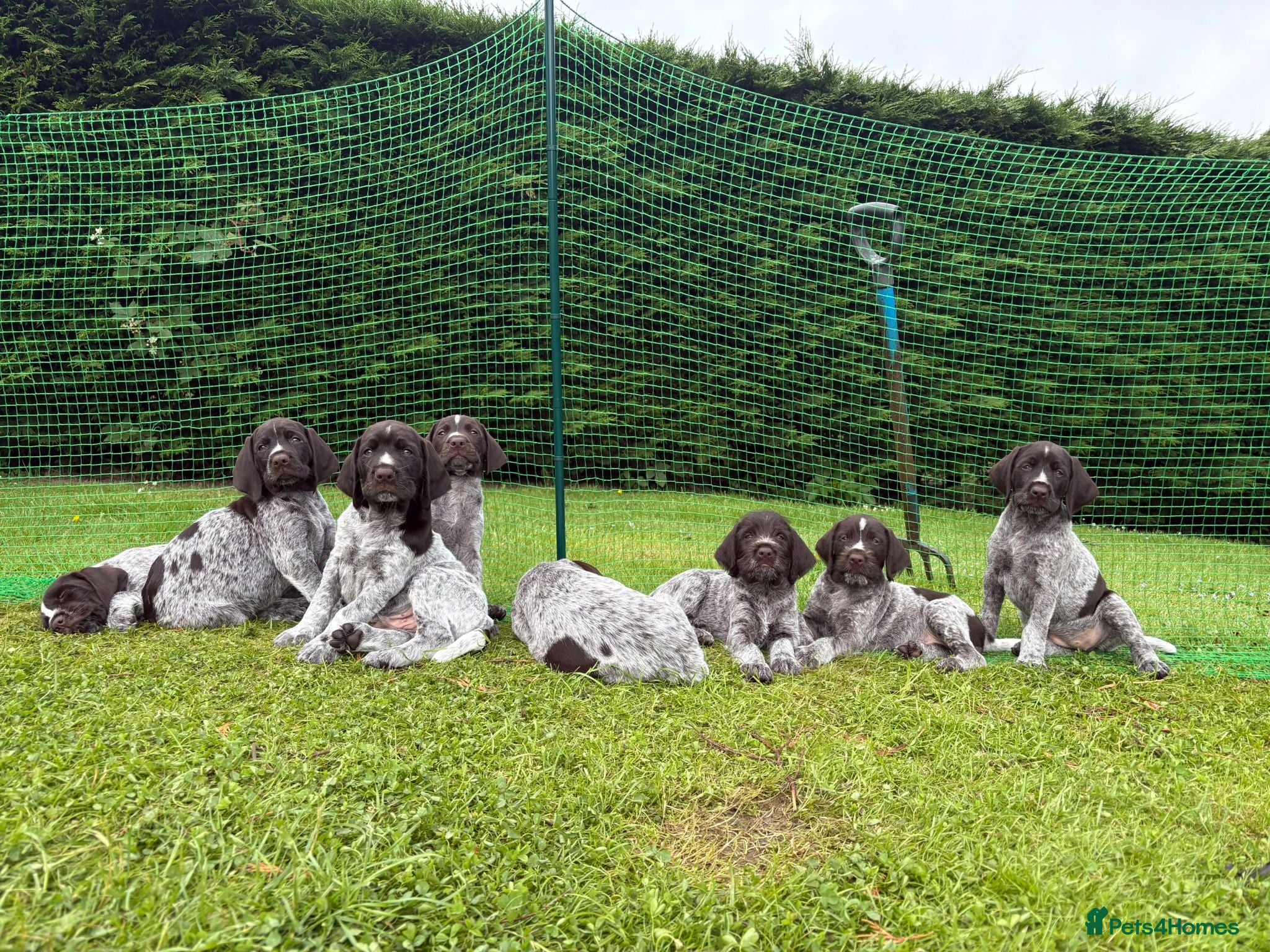 German Wirehaired Pointer dogs German Wirehaired Pointer Pups -From working Lines - Advert 2