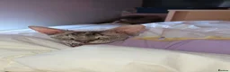 Sphynx cats for sale: Young Female Sphynx  - Advert 10