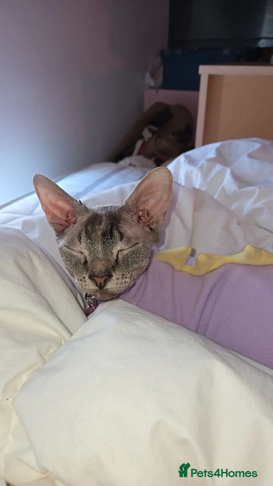 Sphynx cats for sale: Young Female Sphynx  - Advert 10