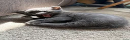 British Shorthair cats for sale: One male British short hair  in Wallasey - Advert 7