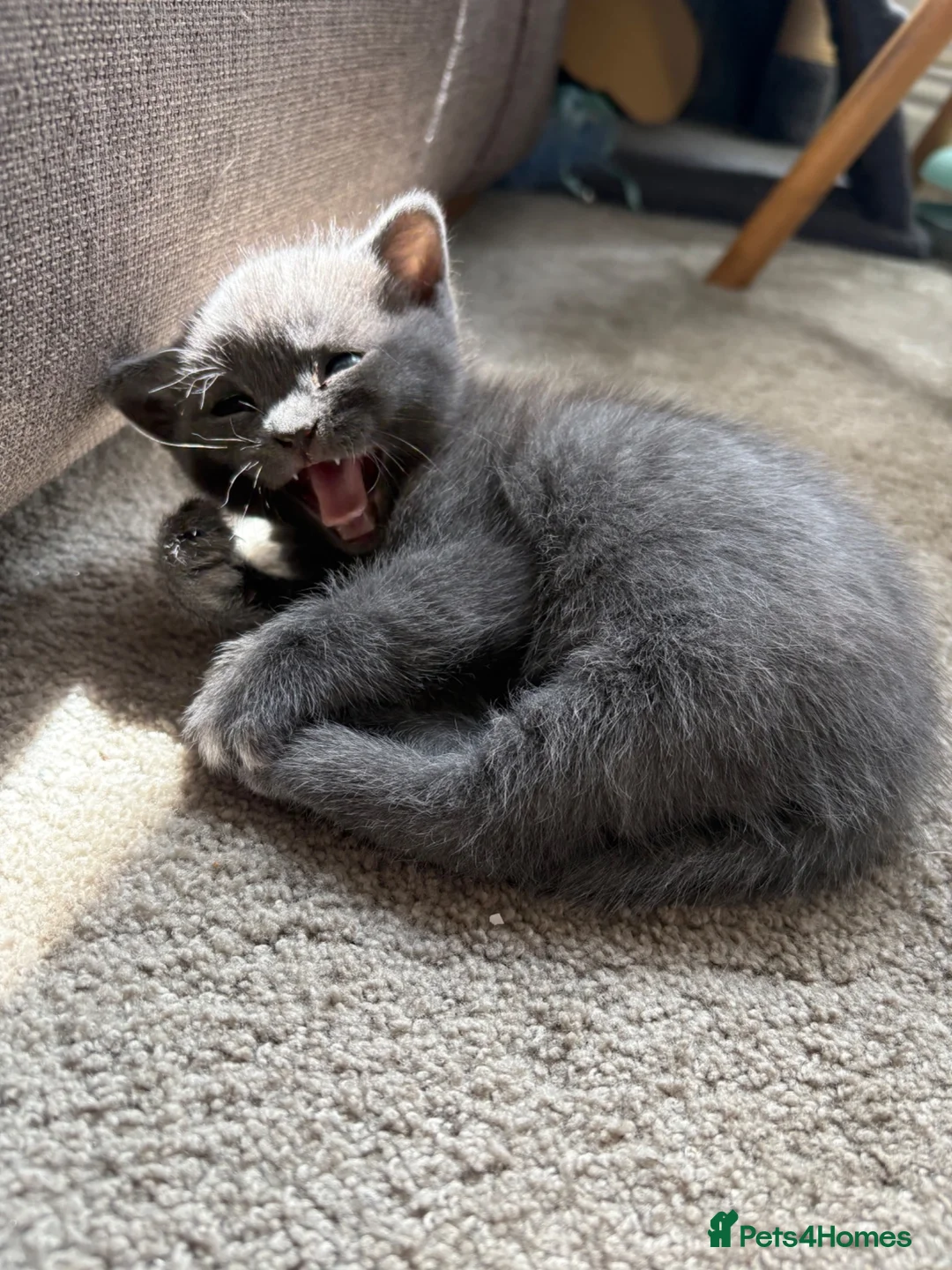 British Shorthair cats for sale: One male British short hair  in Wallasey - Advert 7
