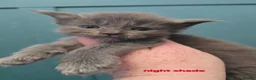 Maine Coon cats for sale: Blue & Blue Smoke Maine Coon Kittens Stunning Tica - Advert 5