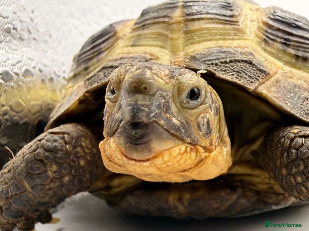 Hermann Tortoise reptiles for sale: 2 horsefield tortoises - Advert 4