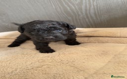 Mixed Breed dogs for sale: French Bulldog X Toy Poodle - Image 7