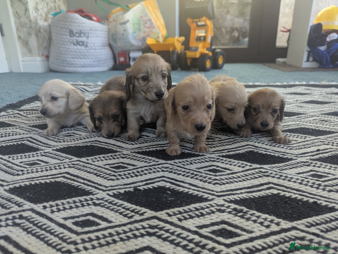 Dachshund dogs for sale: Long haired miniature Dachshunds  - Image 29