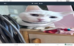 British Shorthair cats for sale: 4 female cats to rehome - Image 3