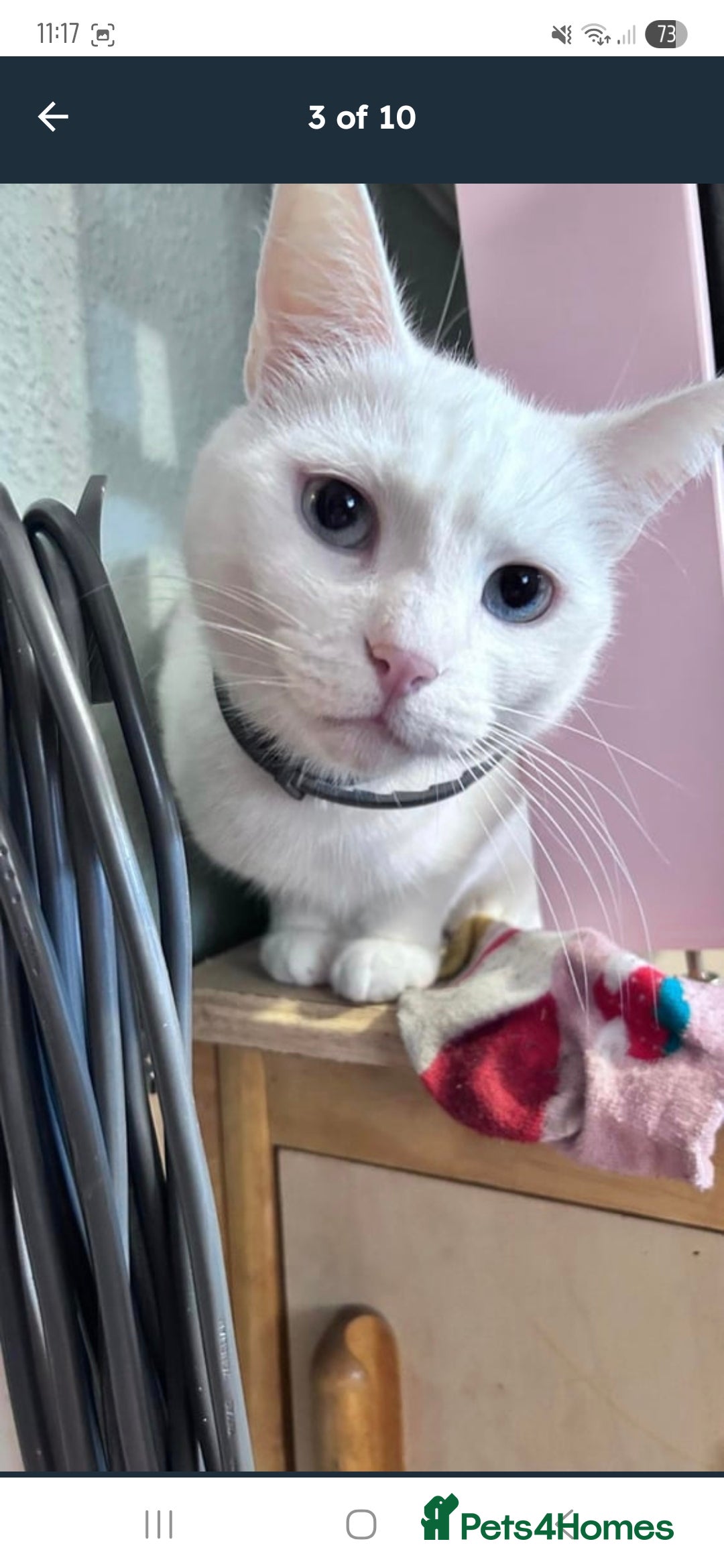 British Shorthair cats for sale: 4 female cats to rehome - Image 3