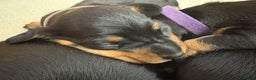 Miniature Dachshund dogs for sale: Beautiful litter of Black & Tan mini dachshunds - Advert 2