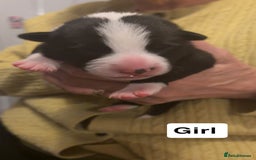 Border Collie dogs for sale: Border collie pups - Image 4