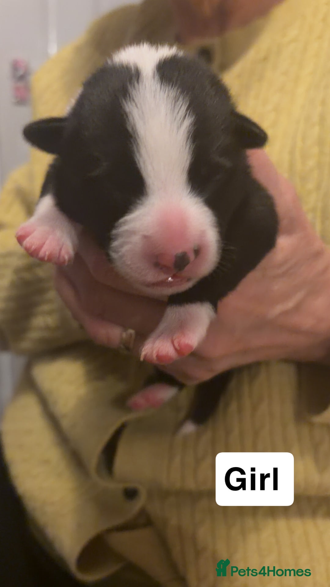 Border Collie dogs for sale: Border collie pups - Image 4