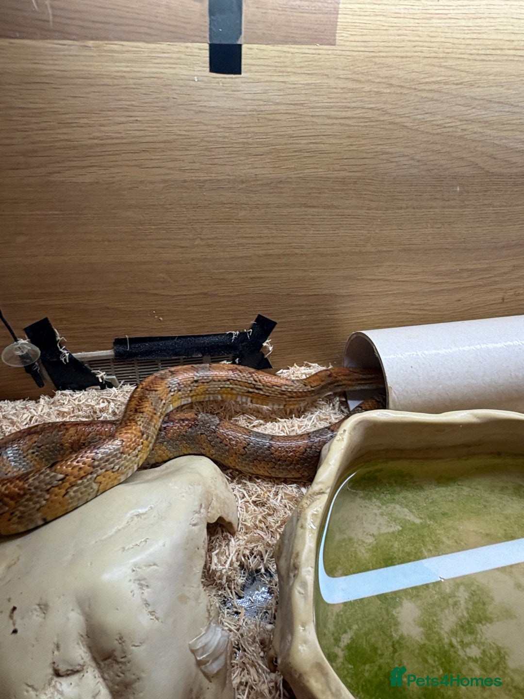 Corn Snake reptiles for sale: Female Corn Snake - Image 2