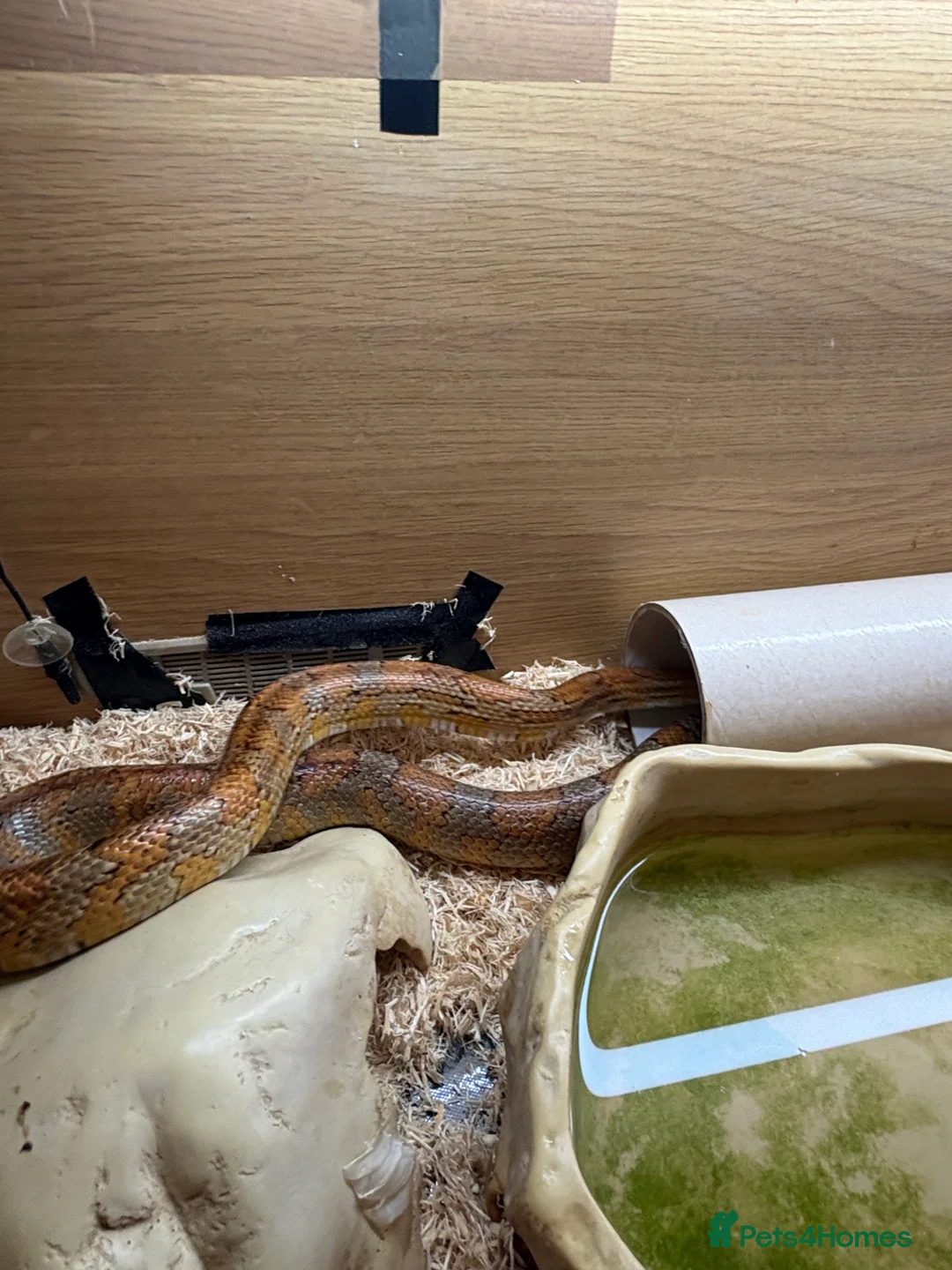 Corn Snake reptiles for sale: Female Corn Snake - Advert 2