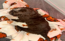 Cocker Spaniel dogs for sale: Cocker spaniel puppies - Image 14