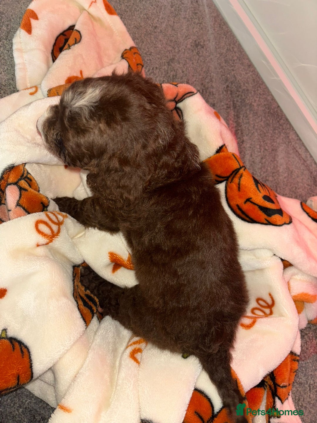 Cocker Spaniel dogs for sale: Cocker spaniel puppies - Image 14