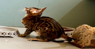 Bengal cats - Advert 2
