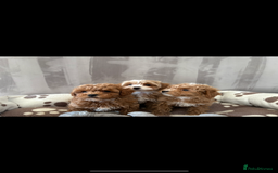 Maltipoo dogs for sale: Toy Maltipoo puppies for sale - Image 3
